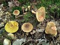 Xerocomellus chrysenteron-amf277